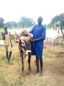Medici con l'Africa Cuamm Dinka cattle-1
